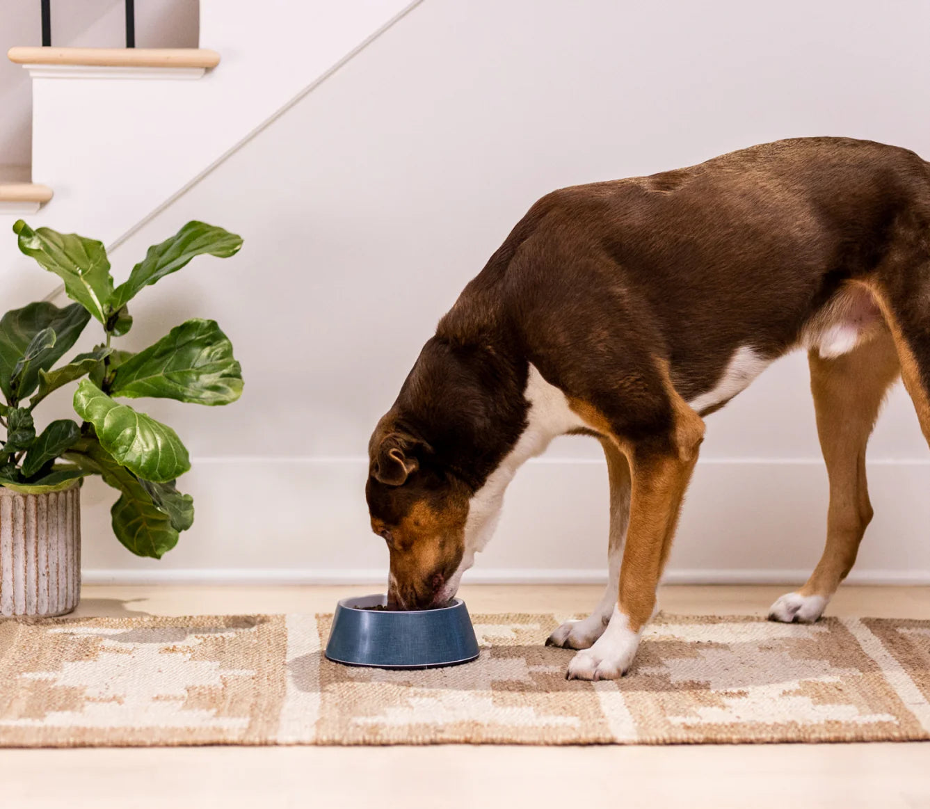 Harvest Chicken & Ancient Grains Dog Kibble